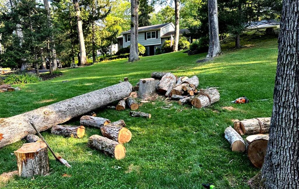 Tree Removal