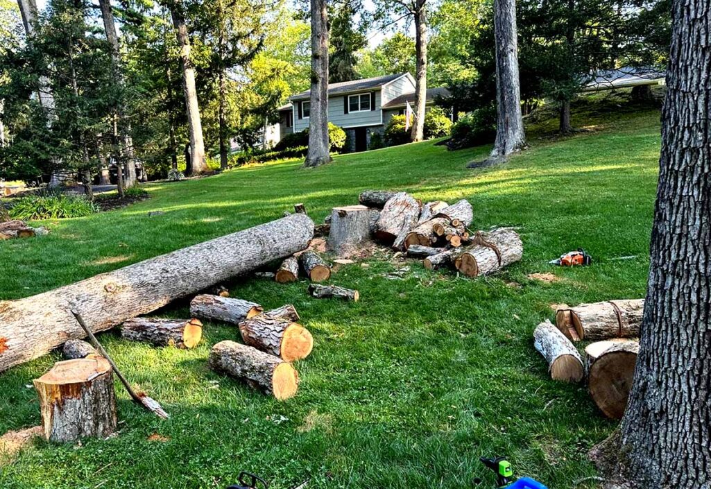 Tree Removal