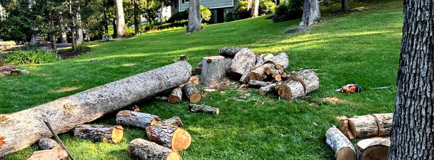 Tree Removal