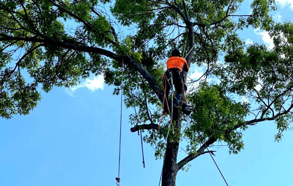 Tree Climbing