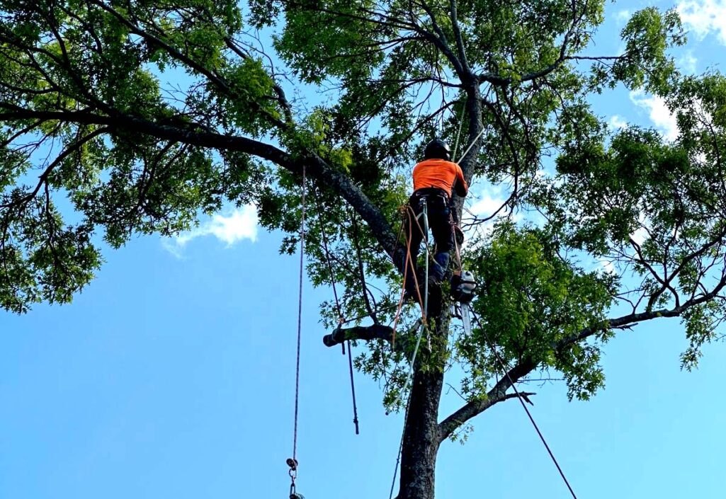 Tree Climbing