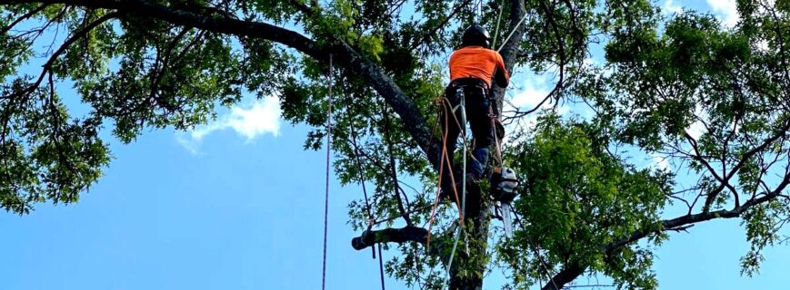 Tree Climbing