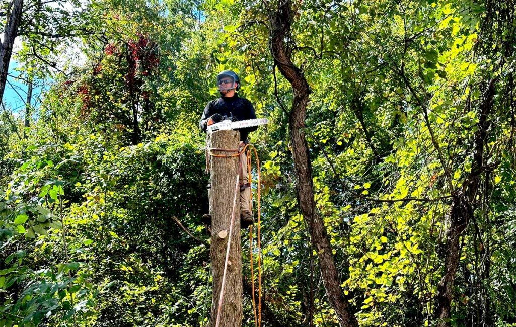 tree triming
