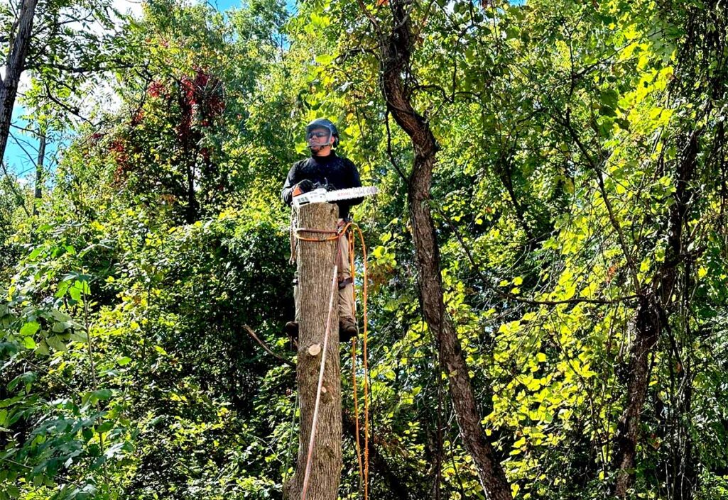 tree triming