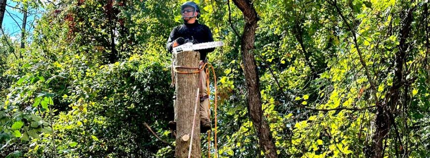 tree triming